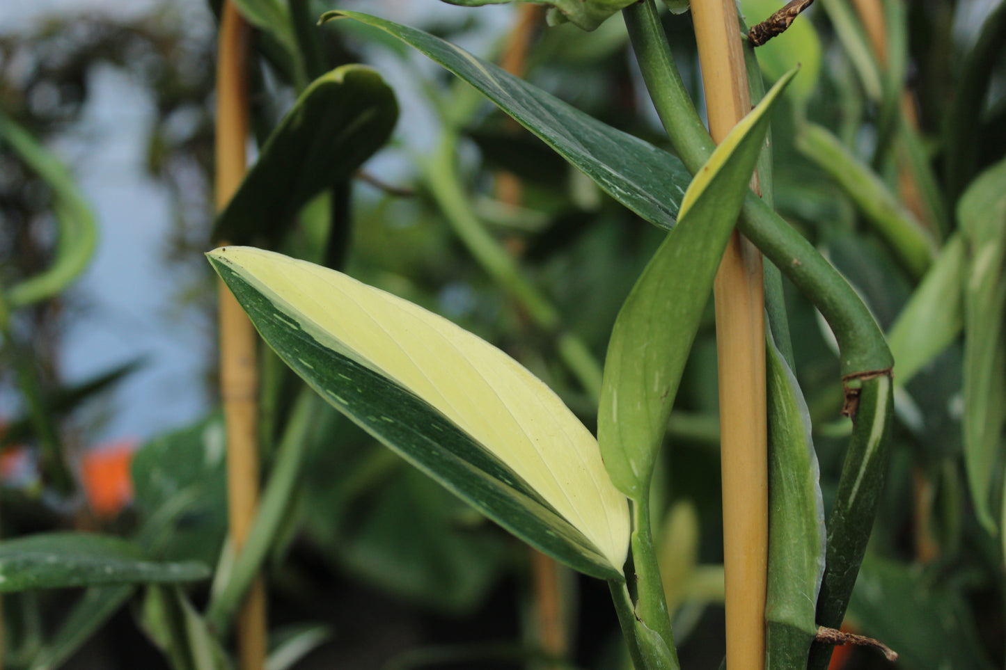 Monstera standleyana albo variegata