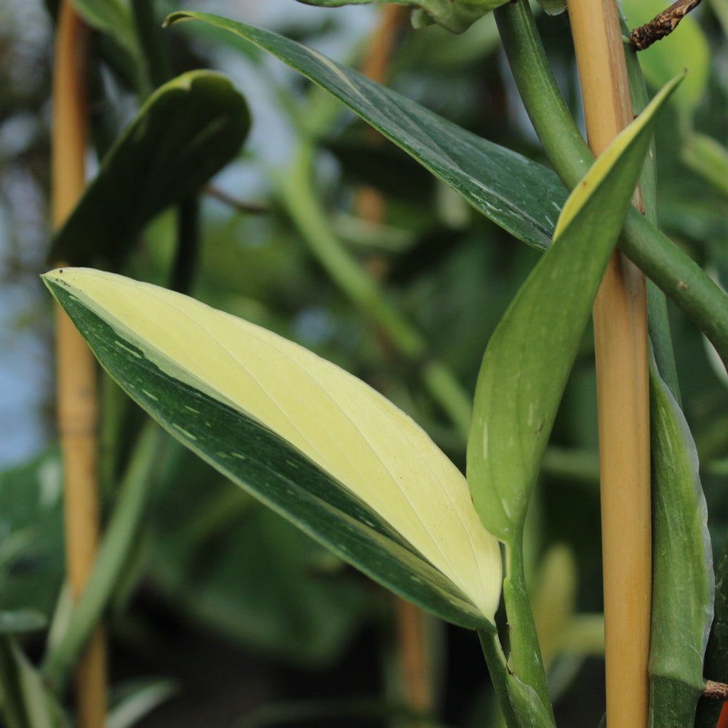 Monstera standleyana albo variegata Image
