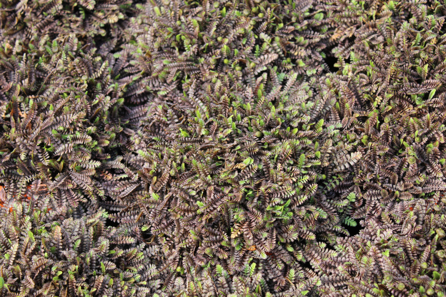 Leptinella squalida Platts Black