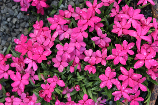 Rhodohypoxis Knockdolian Red