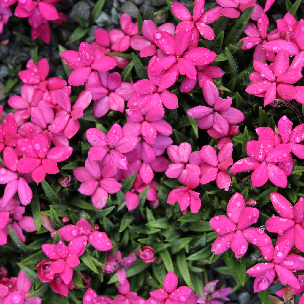 Rhodohypoxis Knockdolian Red Image