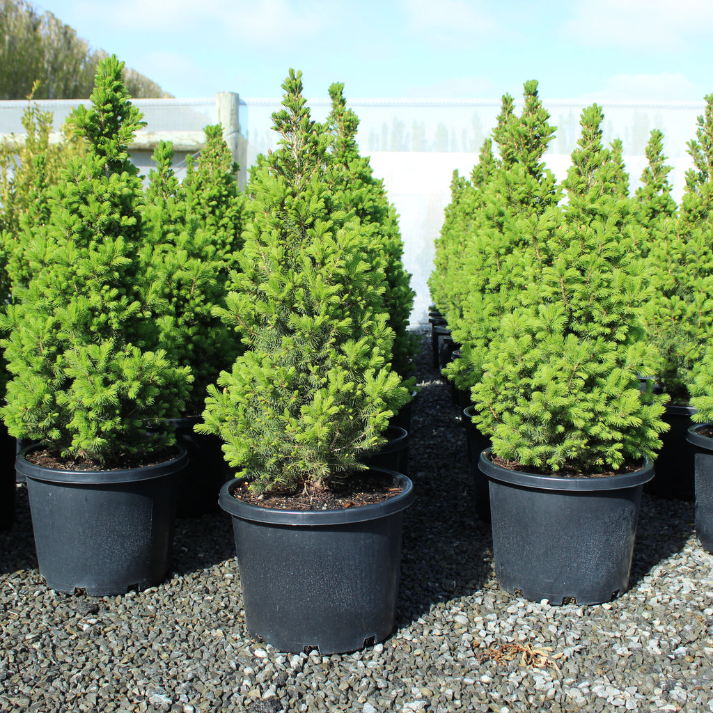 Picea glauca Conica Image