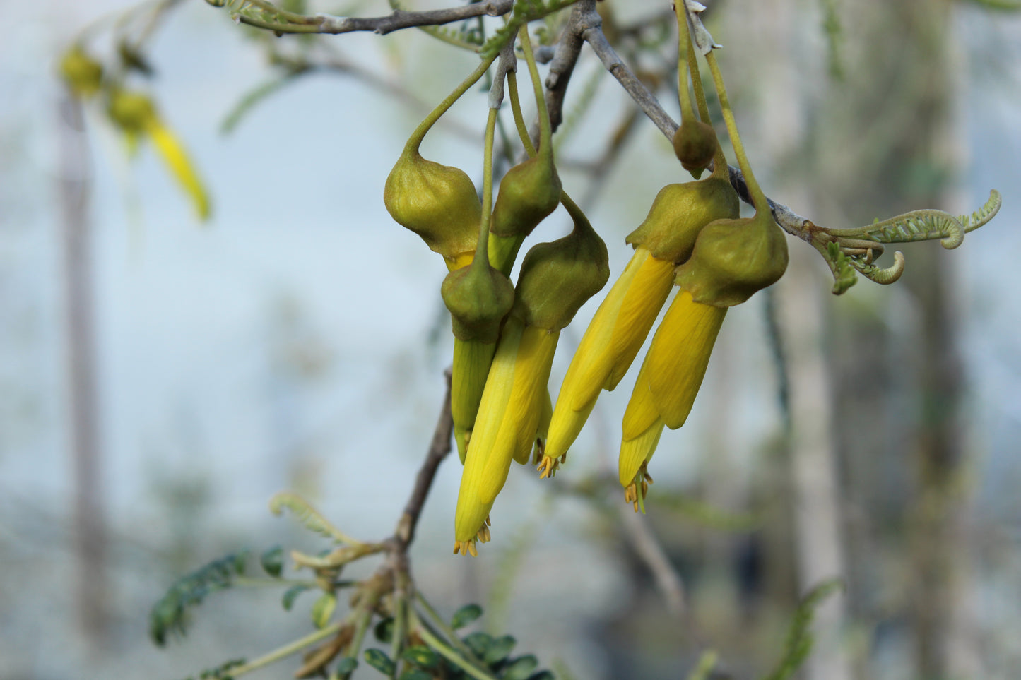 Sophora Longicarinata