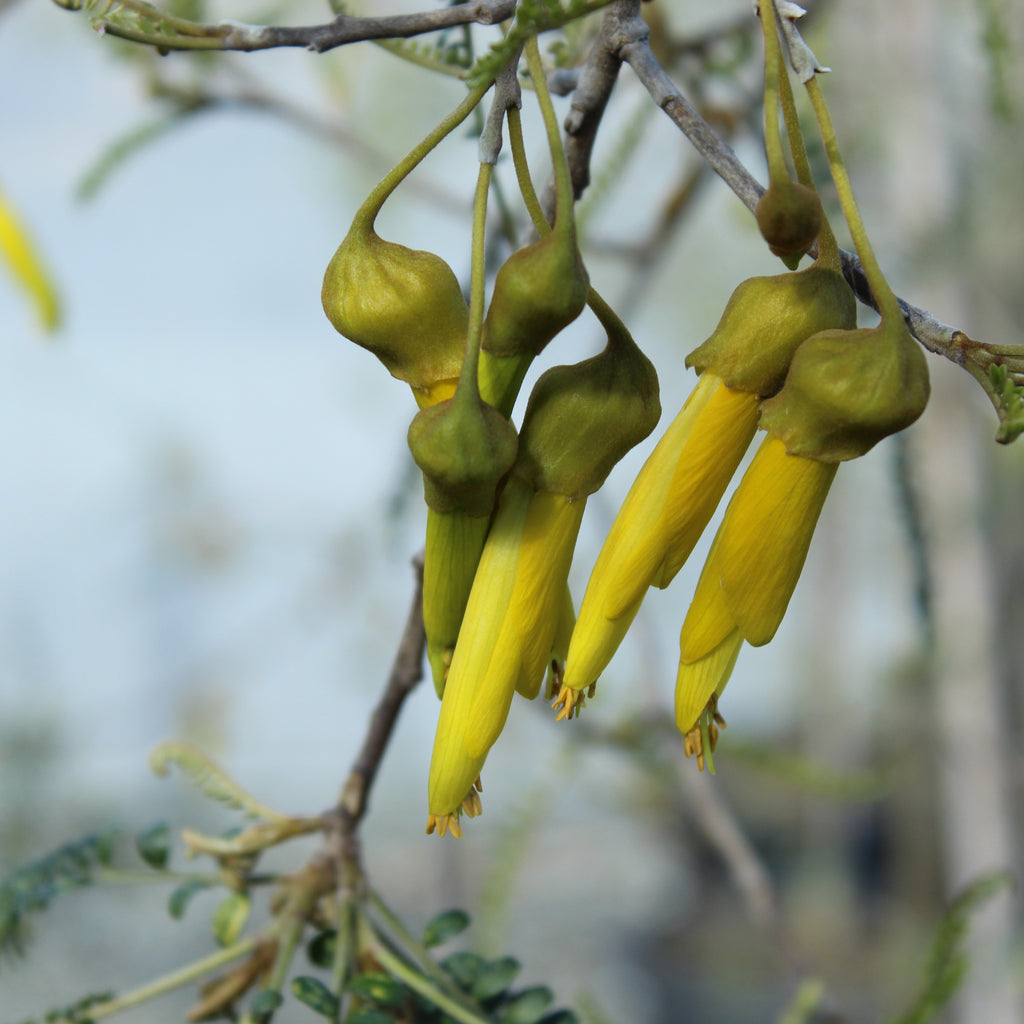 Sophora Longicarinata Image