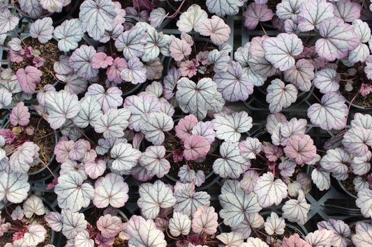 Heuchera Sugar Plum