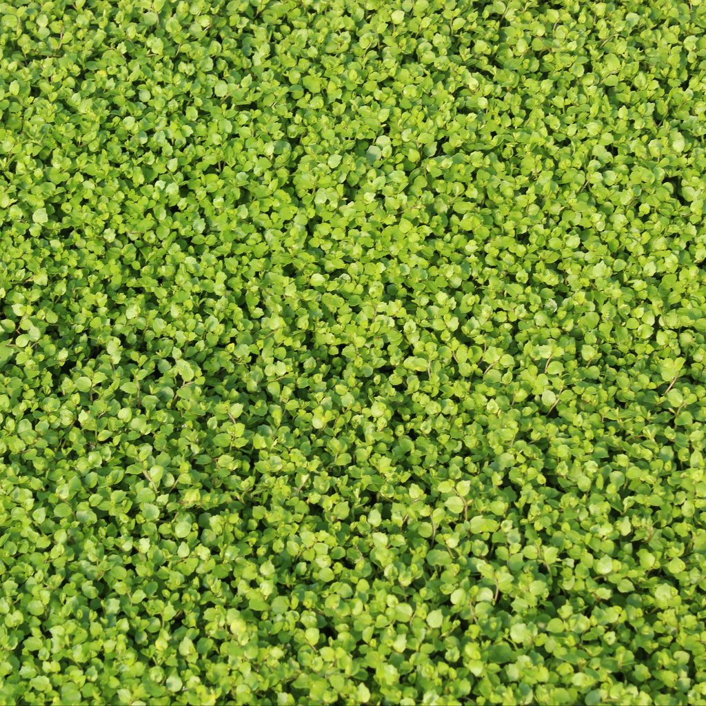 Pratia angulata Image