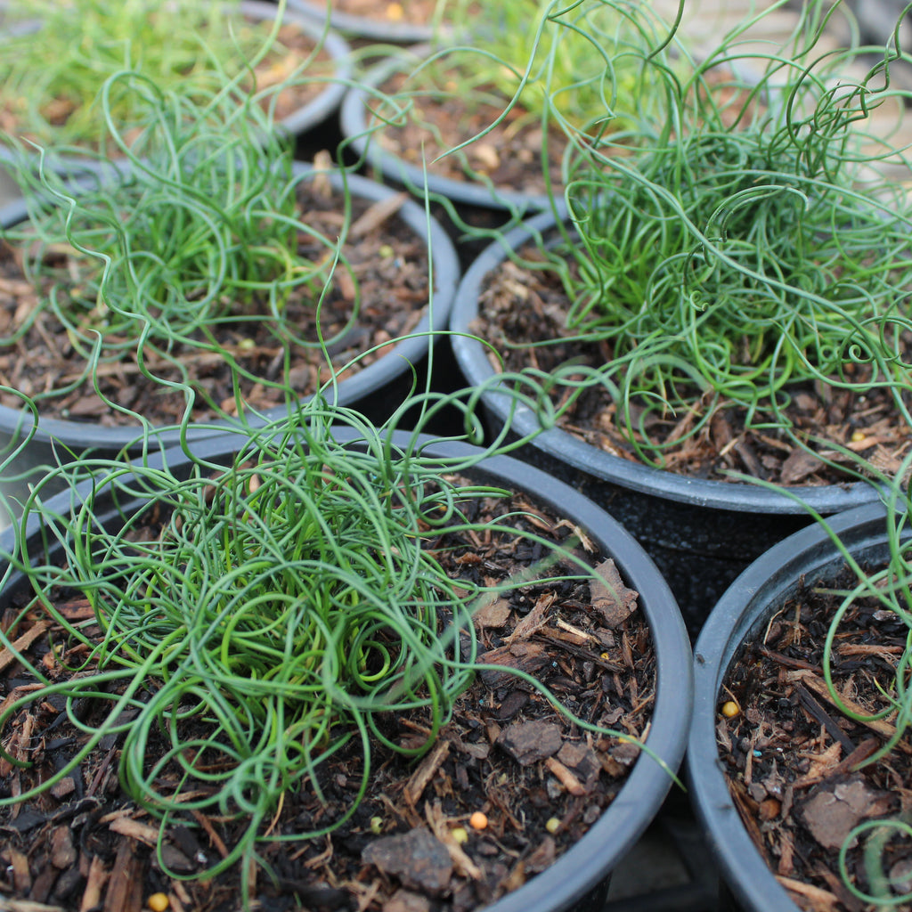 Juncus effusus Spiralis Image