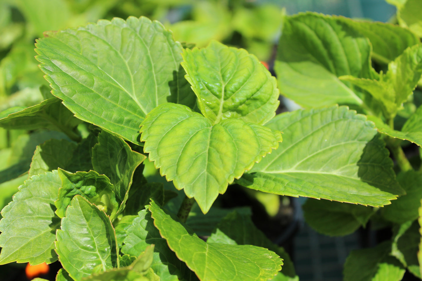 Hydrangea Renate Steiniger