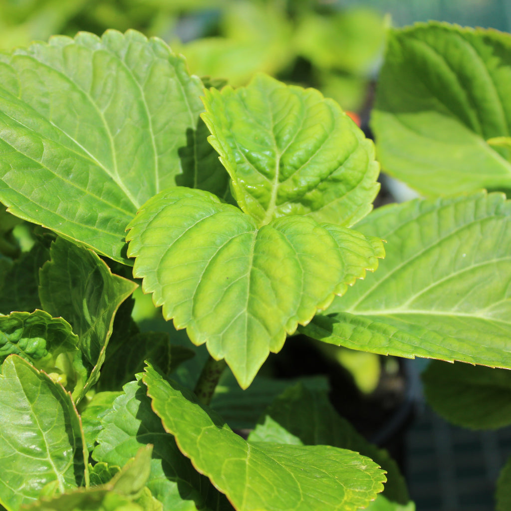 Hydrangea Renate Steiniger Image