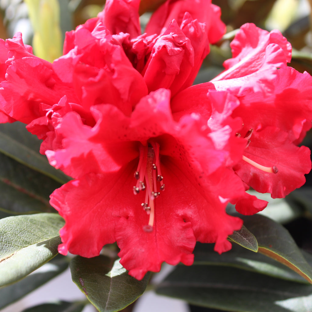 Rhododendron Huntington Image