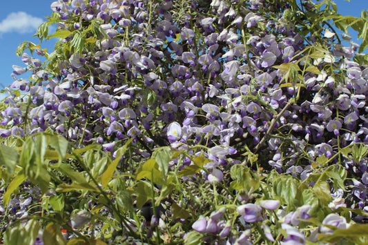 Wisteria floribunda Cascade