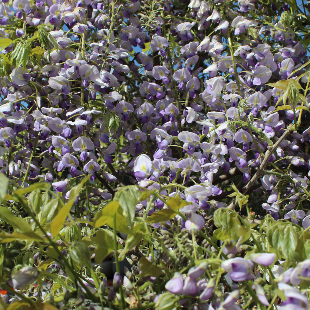 Wisteria floribunda Cascade Image
