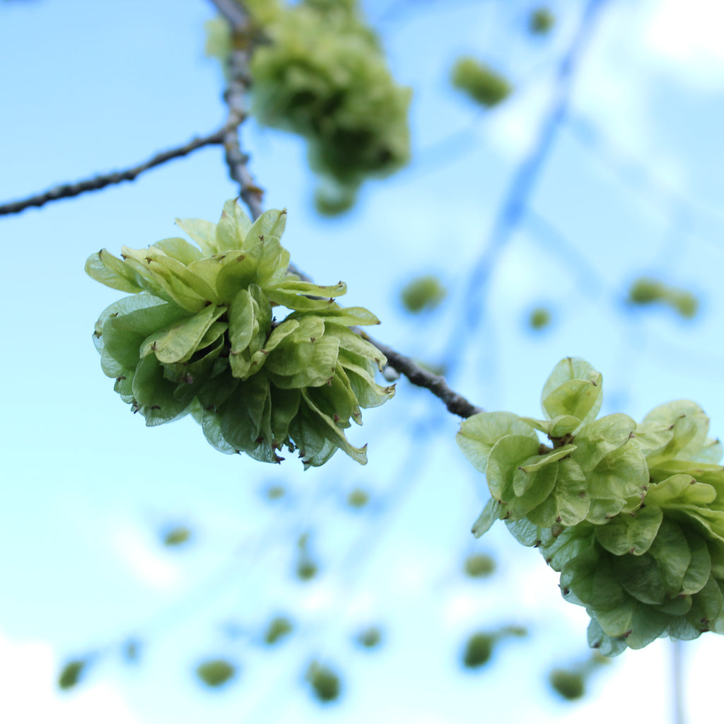 Ulmus Horizontalis Image