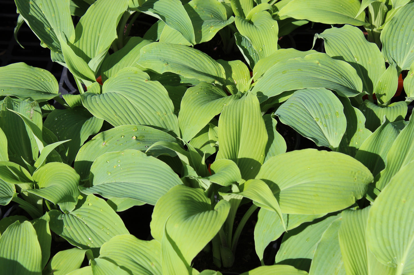 Hosta Biddys Blue