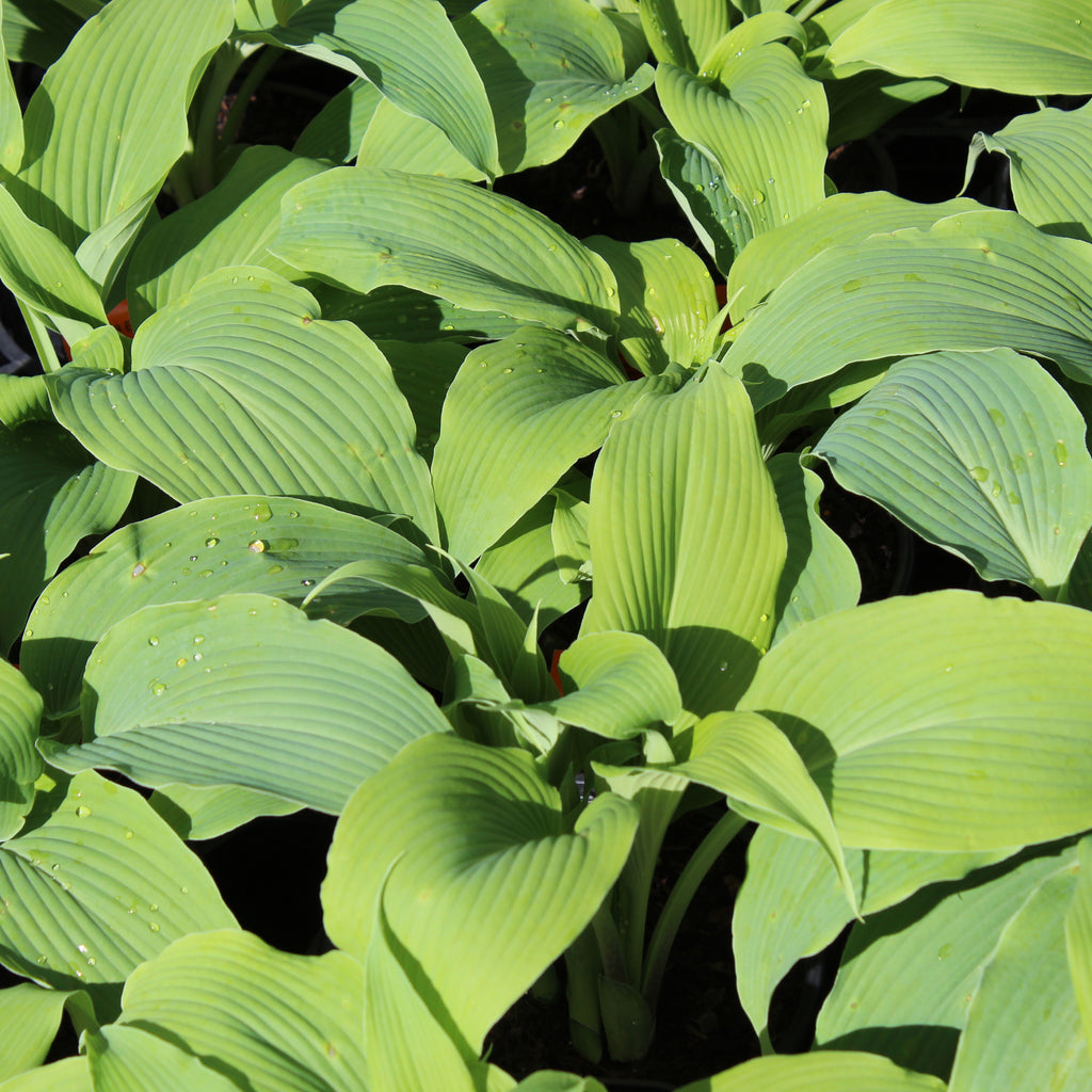 Hosta Biddys Blue Image