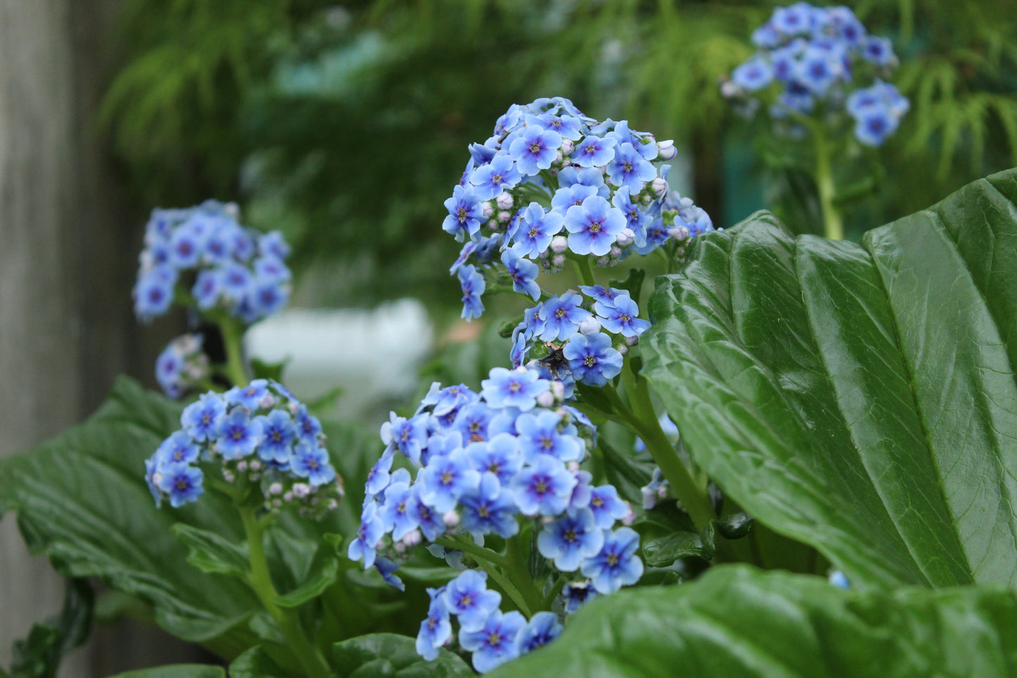 Myosotidium hortensia