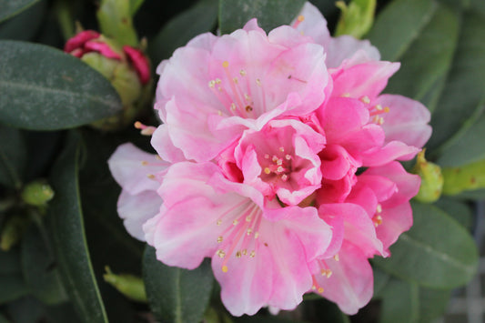 Rhododendron Doc