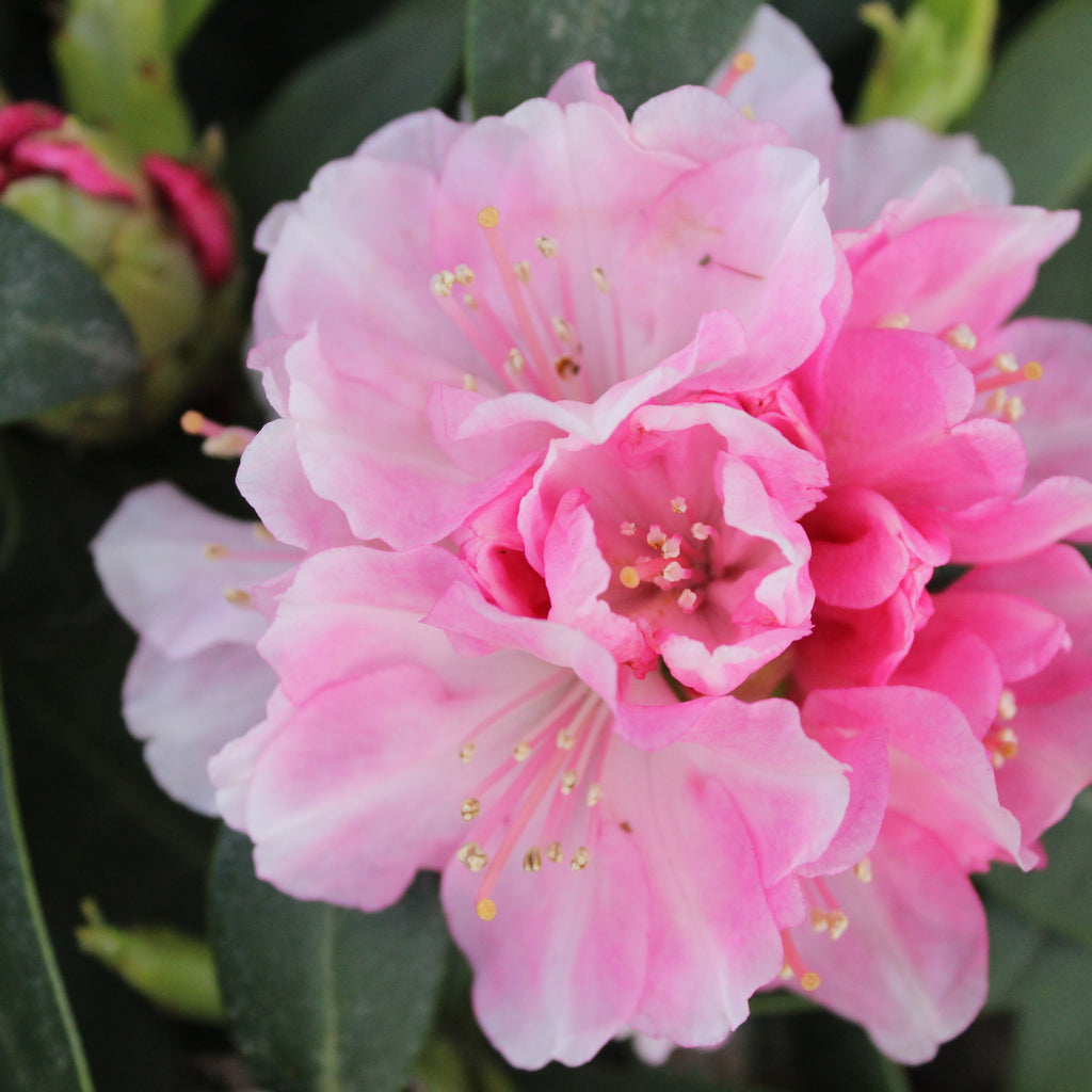 Rhododendron Doc Image