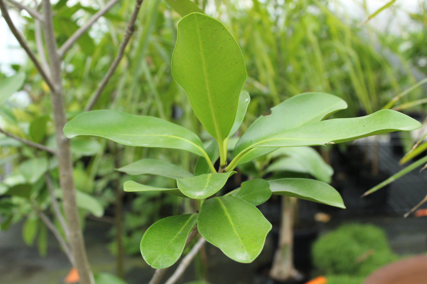 Corynocarpus laevigatus