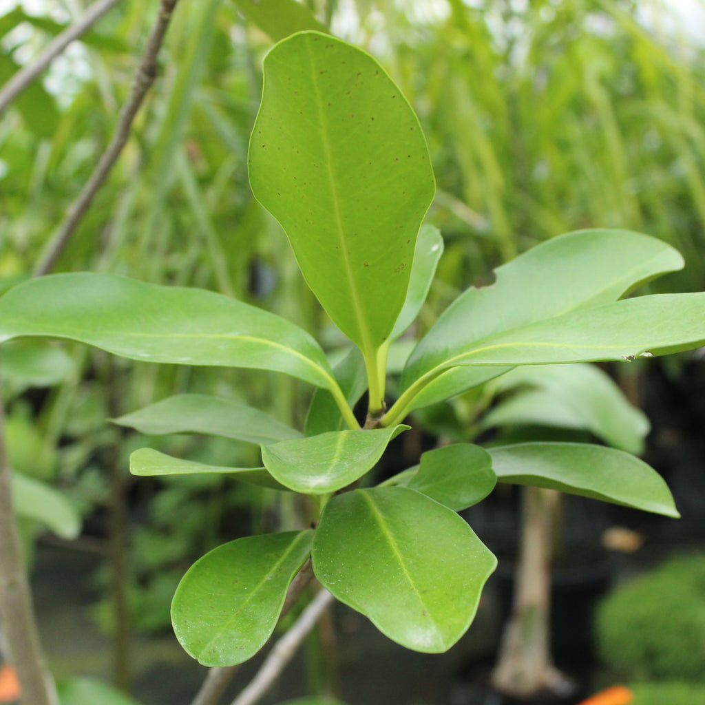 Corynocarpus laevigatus Image