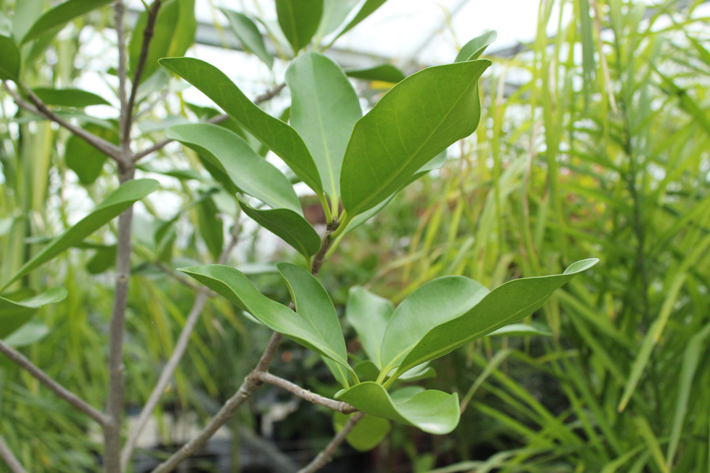 Corynocarpus laevigatus