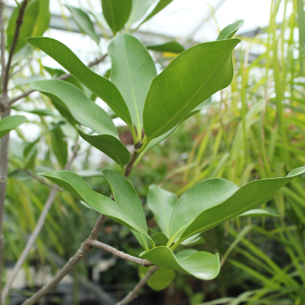 Corynocarpus laevigatus Image