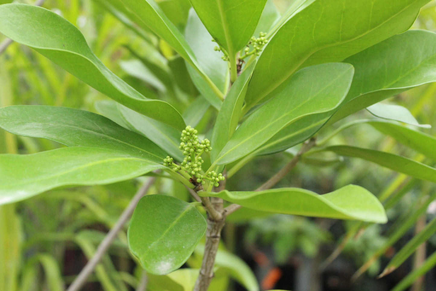 Corynocarpus laevigatus