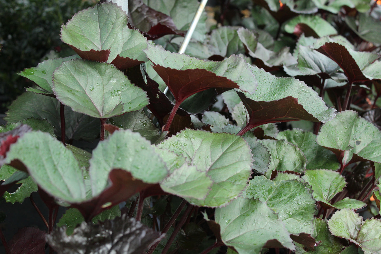Ligularia dentata Red Devil
