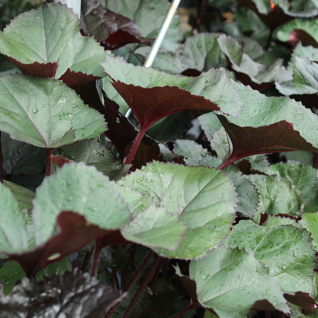 Ligularia dentata Red Devil Image