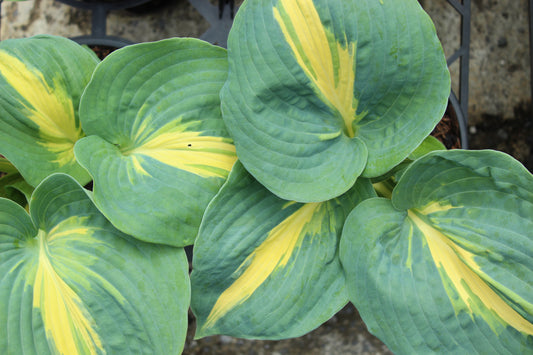 Hosta Thunderbolt