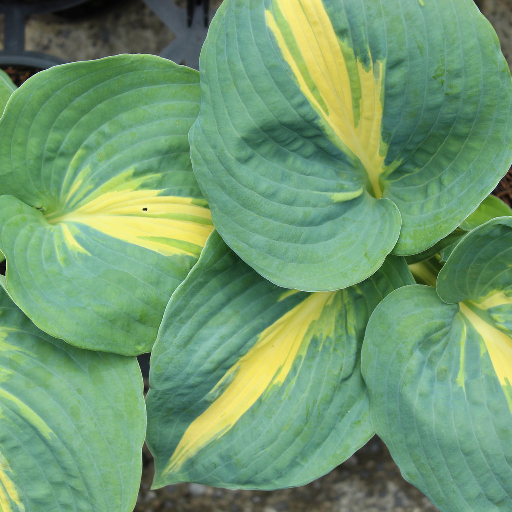 Hosta Thunderbolt Image
