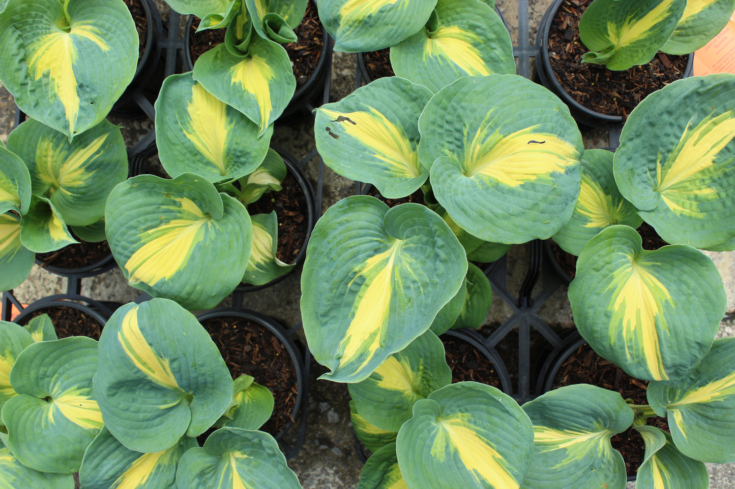 Hosta Thunderbolt
