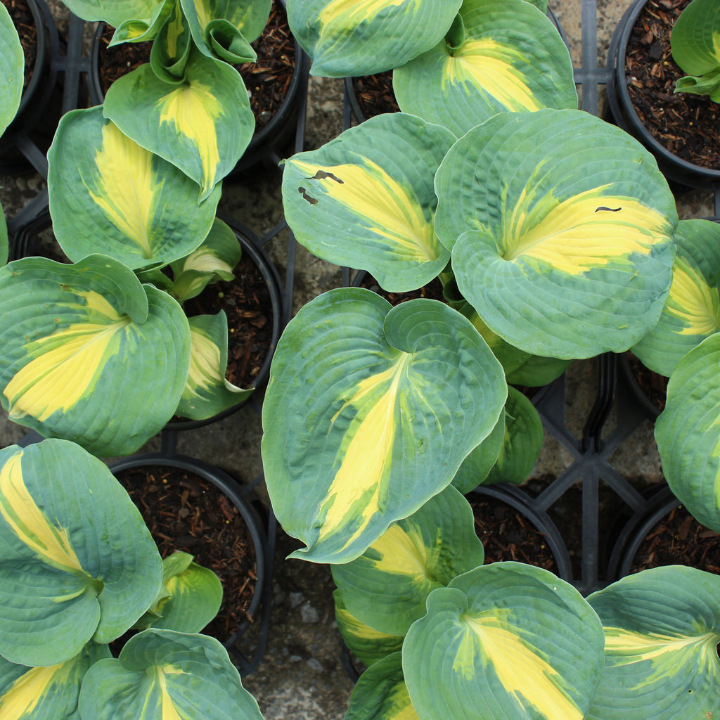 Hosta Thunderbolt Image