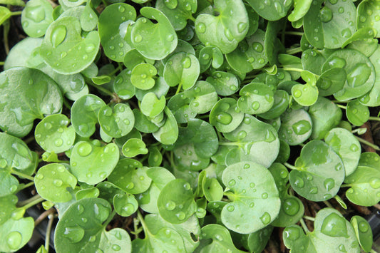 Dichondra Emerald Falls