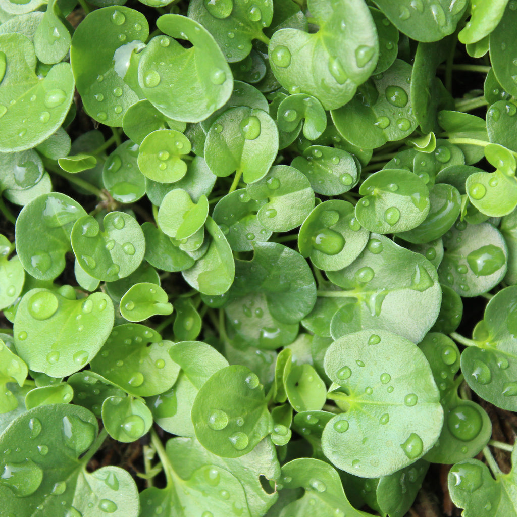 Dichondra Emerald Falls Image