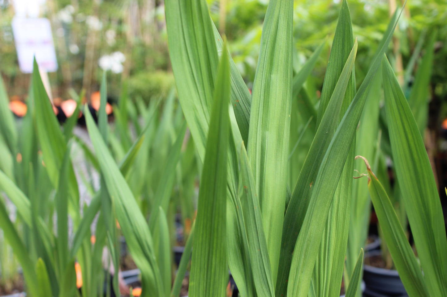 Crocosmia Lucifer
