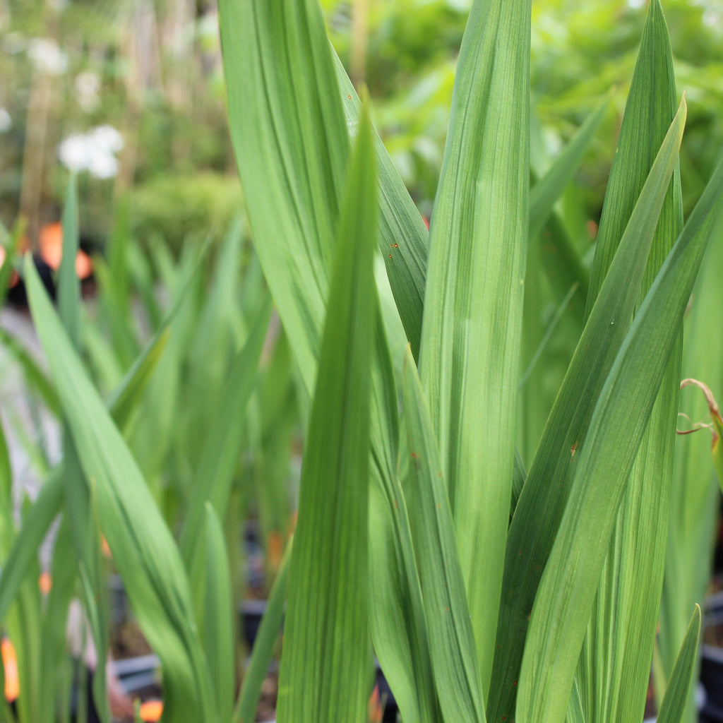 Crocosmia Lucifer Image