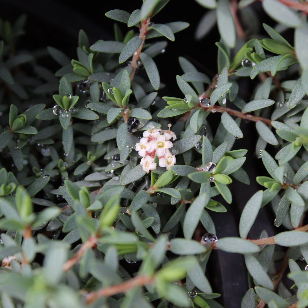 Pimelea prostrata Blue Peter Image