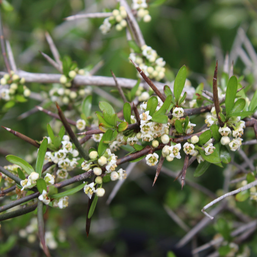 Discaria toumatou Image