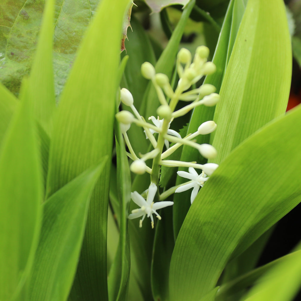 Speirantha gardenii Image