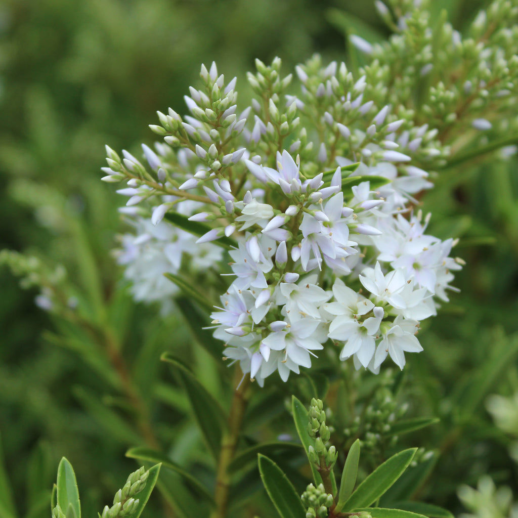 Hebe otari delight Image