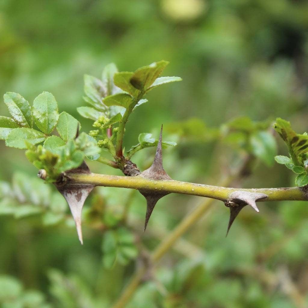 Zanthoxylum simulans Image