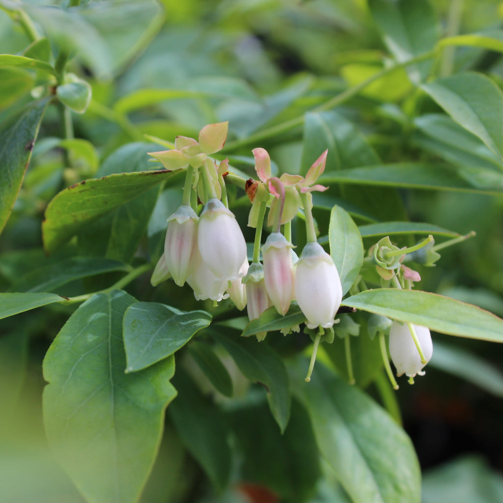 Blueberry Tifblue Image