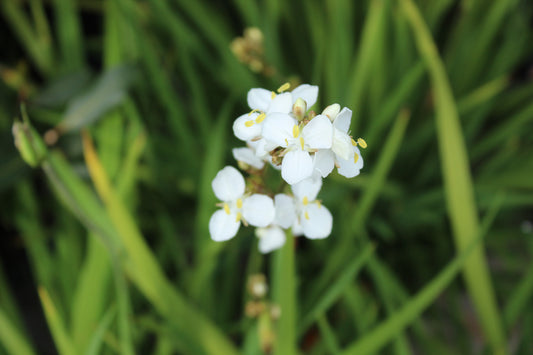 Libertia formosa