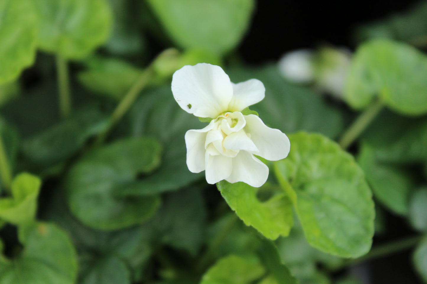 Viola parma Comte di Brazzi