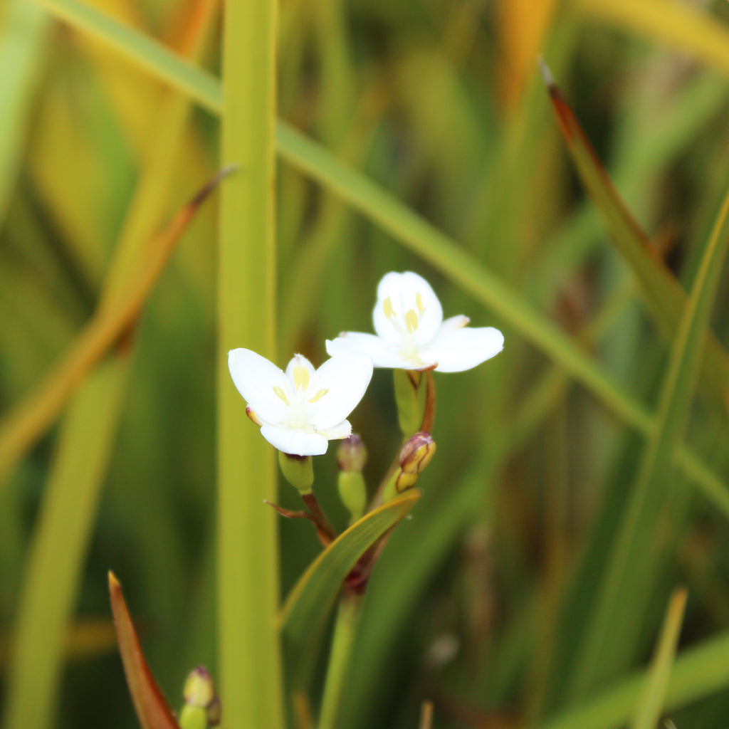 Libertia grandiflora Image