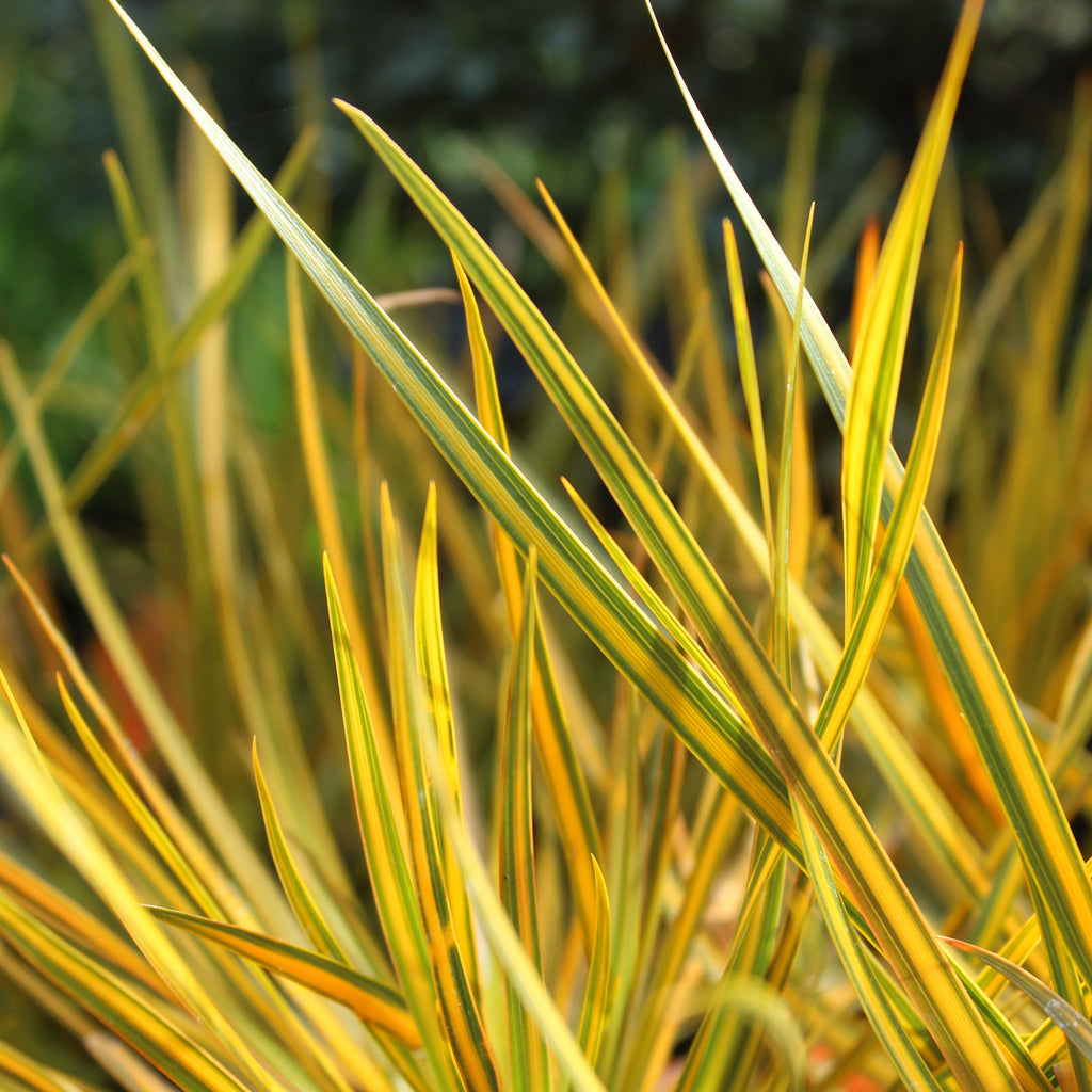 Libertia Goldfinger Image