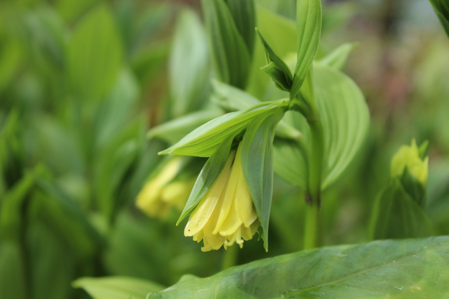 Disporum Sessile ssp flavens