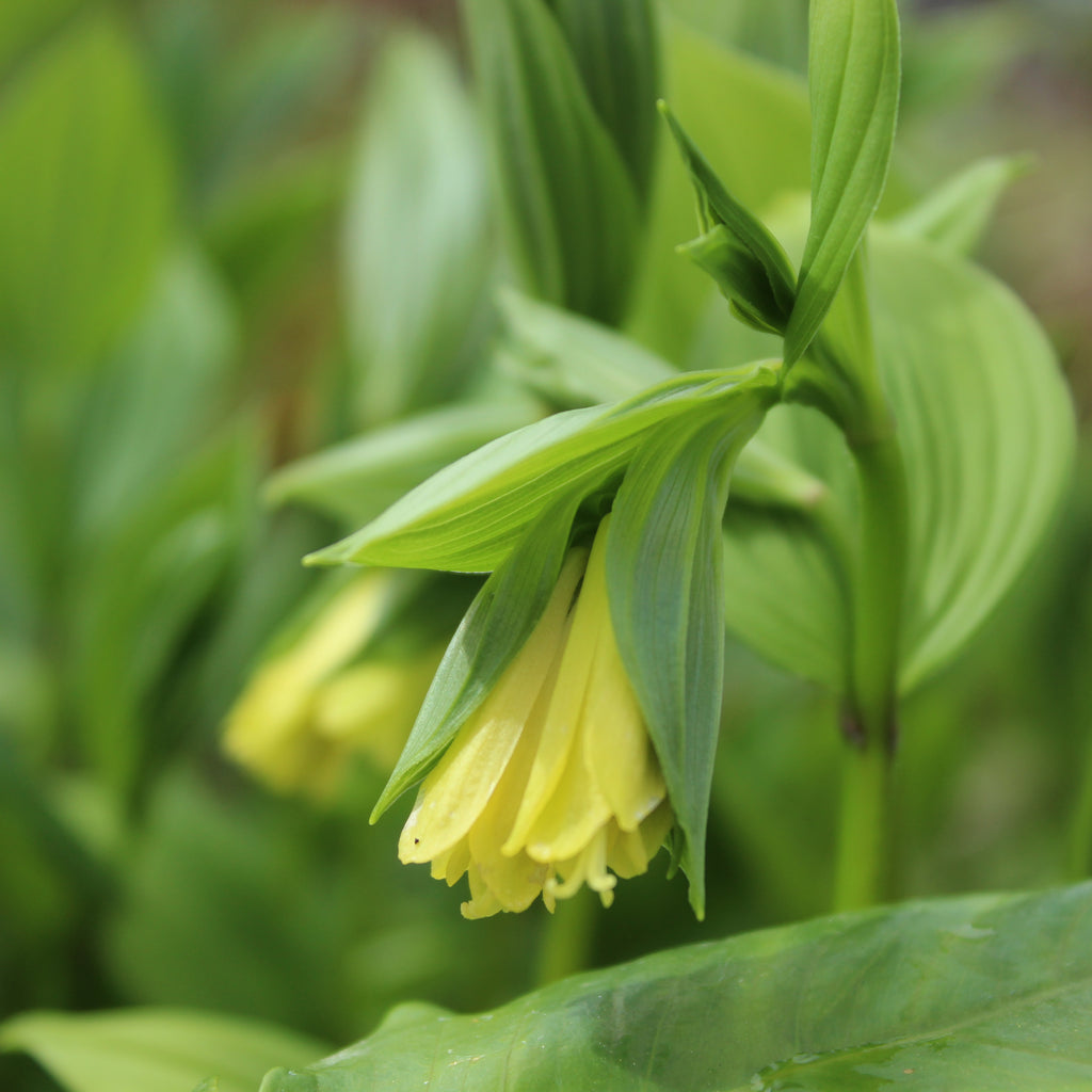 Disporum Sessile ssp flavens Image