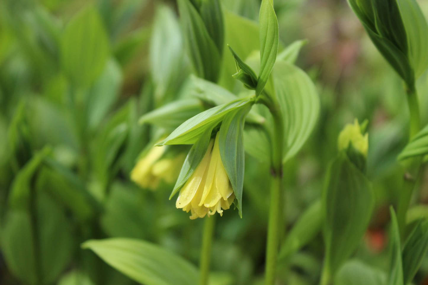 Disporum Sessile ssp flavens